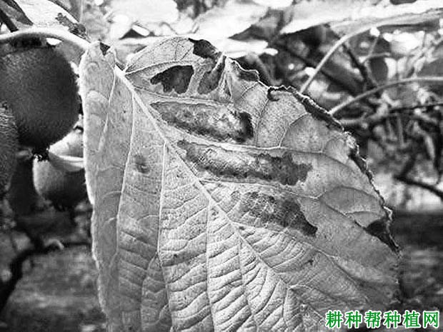 猕猴桃叶霉病如何防治? 猕猴桃叶霉病如何防治?