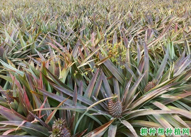 菠萝怎么科学施肥,用什么肥料好? 菠萝怎么科学施肥,用什么肥料好?