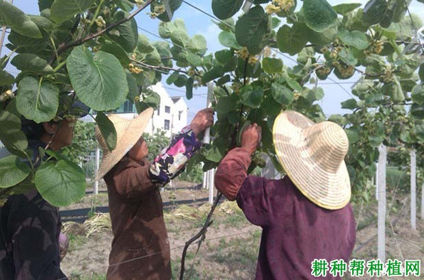 猕猴桃如何授粉? 猕猴桃如何授粉?