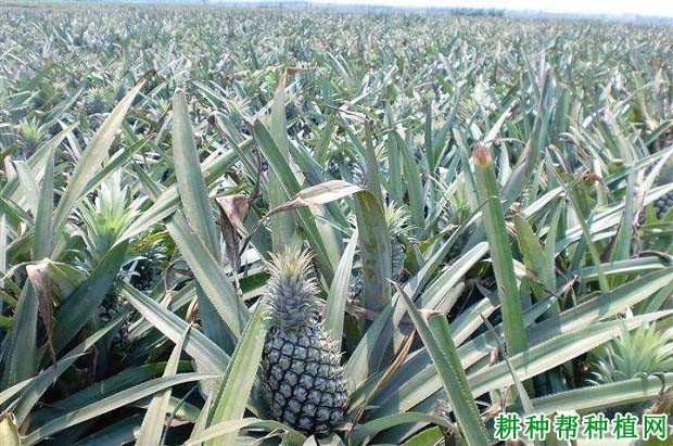 菠萝缺素的症状是怎么样,如何补救? 菠萝缺素的症状是怎么样,如何补救?