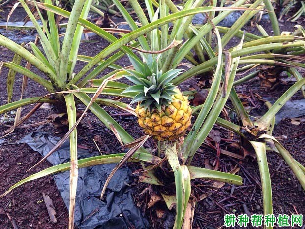 菠萝缺素的症状是怎么样,如何补救? 菠萝缺素的症状是怎么样,如何补救?