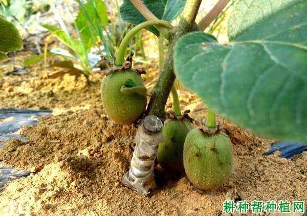 猕猴桃喜欢怎么样的土质? 猕猴桃喜欢怎么样的土质?