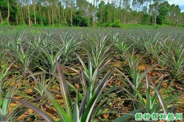 菠萝生长的需肥特性是怎么样? 菠萝生长的需肥特性是怎么样?