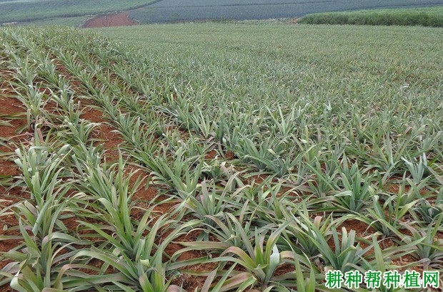 菠萝生长的需肥特性是怎么样? 菠萝生长的需肥特性是怎么样?