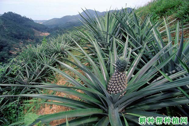 菠萝的生长习性是怎么样? 菠萝的生长习性是怎么样?
