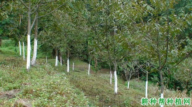 核桃的抽条如何防治? 核桃的抽条如何防治?