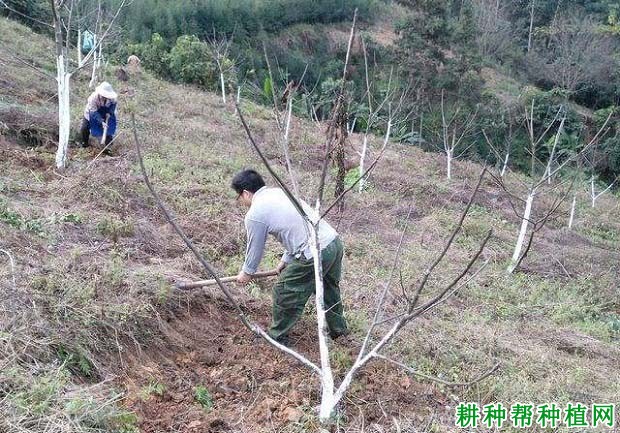 核桃的抽条如何防治? 核桃的抽条如何防治?