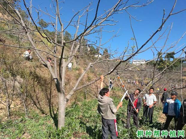 核桃的抽条如何防治? 核桃的抽条如何防治?