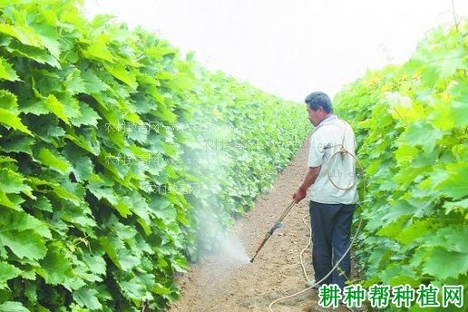 种植葡萄如何施微量元素肥? 种植葡萄如何施微量元素肥?