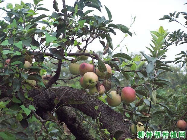 苹果树每年施多少氮肥? 苹果树每年施多少氮肥?
