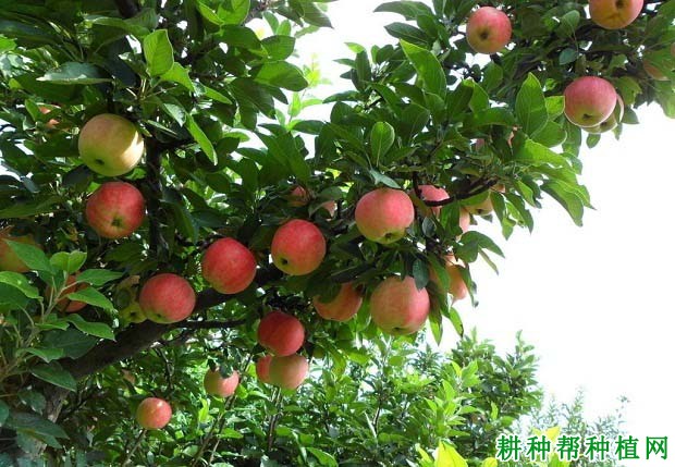苹果树每年施多少氮肥? 苹果树每年施多少氮肥?