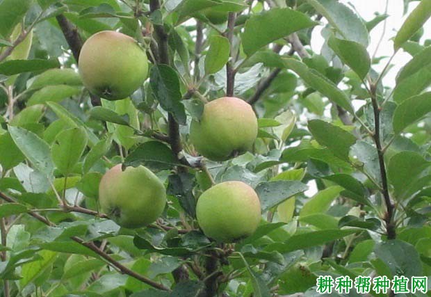 苹果树每年施多少氮肥? 苹果树每年施多少氮肥?