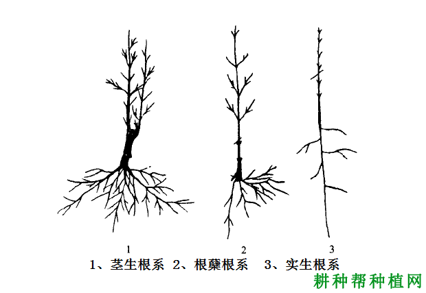 石榴的根系有什么特点? 石榴的根系有什么特点?