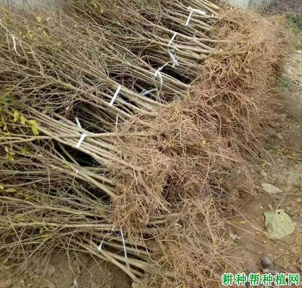 石榴的根系有什么特点? 石榴的根系有什么特点?