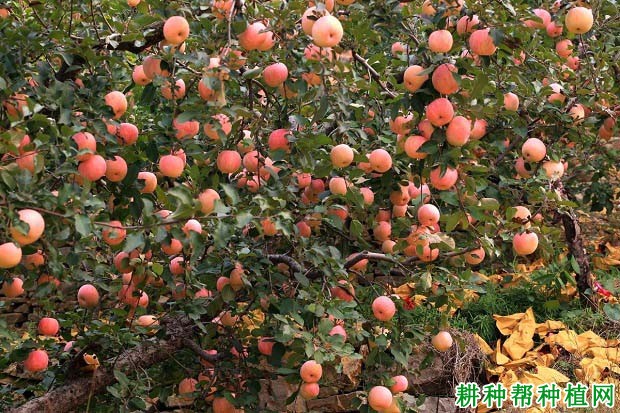 苹果为什么要施有机肥,有哪些好处? 苹果为什么要施有机肥,有哪些好处?