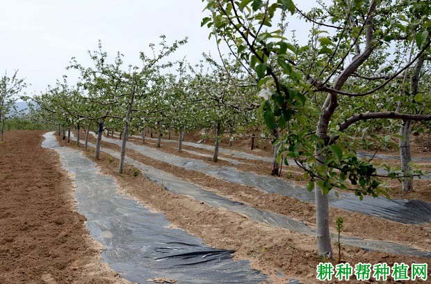 苹果为什么要施有机肥,有哪些好处? 苹果为什么要施有机肥,有哪些好处?