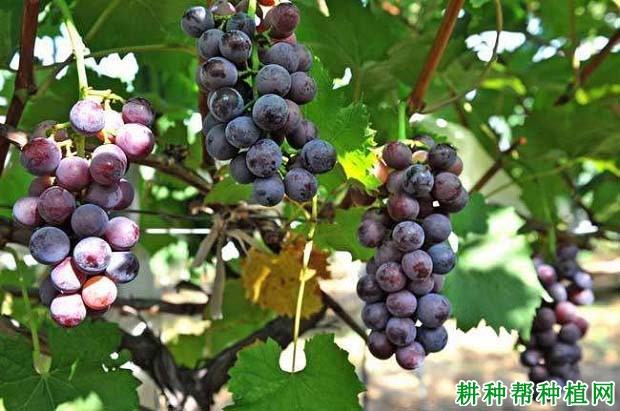 种植葡萄如何施氮肥? 种植葡萄如何施氮肥?