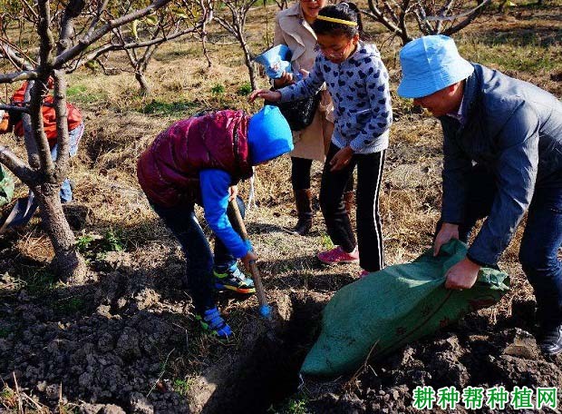梨树的施肥时间是什么时候,用什么方法好? 梨树的施肥时间是什么时候,用什么方法好?