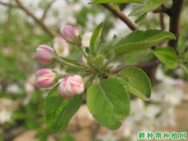 秋季为苹果树为什么要施氮肥? 秋季为苹果树为什么要施氮肥?