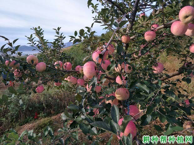 秋季为苹果树为什么要施氮肥? 秋季为苹果树为什么要施氮肥?