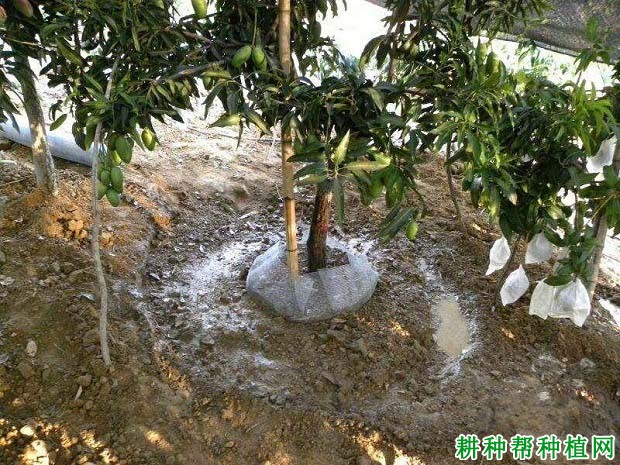 芒果树怎么施肥,施什么肥料好? 芒果树怎么施肥,施什么肥料好?