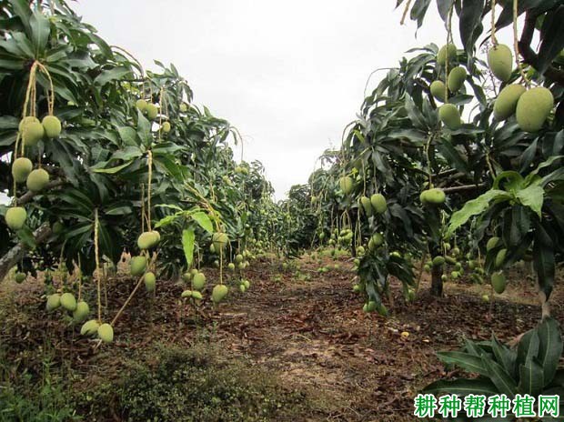 芒果树怎么施肥,施什么肥料好? 芒果树怎么施肥,施什么肥料好?