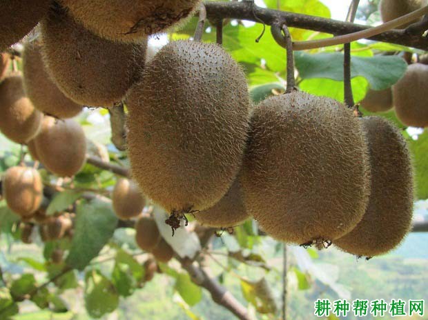 猕猴桃每亩施肥多少斤? 猕猴桃每亩施肥多少斤?