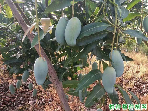 结果芒果树什么时候施肥**? 结果芒果树什么时候施肥**?
