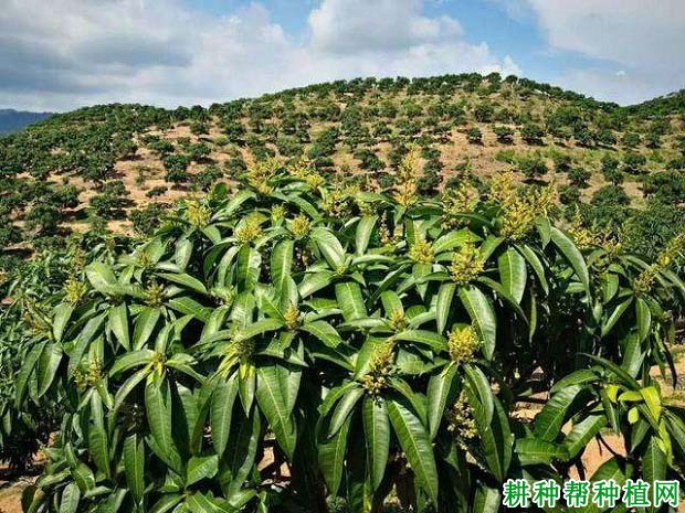 结果芒果树什么时候施肥**? 结果芒果树什么时候施肥**?