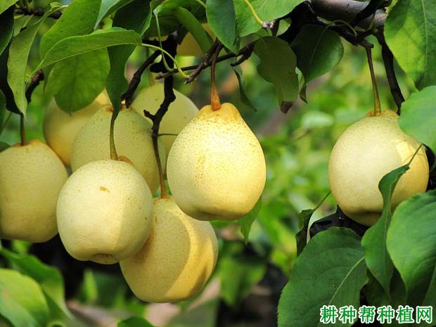 梨树如何合理施用磷钾肥 梨树如何合理施用磷钾肥