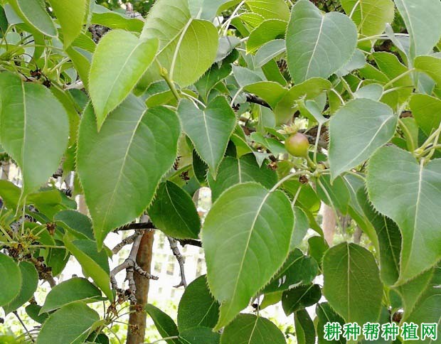 梨树如何合理施用磷钾肥 梨树如何合理施用磷钾肥