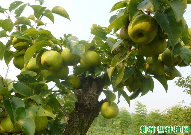 梨树如何合理施用氮肥? 梨树如何合理施用氮肥?