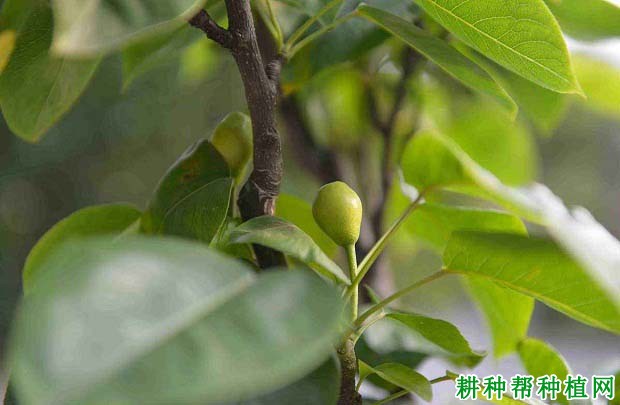 梨树如何合理施用氮肥? 梨树如何合理施用氮肥?