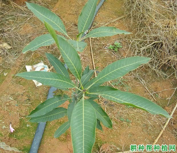 芒果幼树如何施肥,一年施多少肥料? 芒果幼树如何施肥,一年施多少肥料?