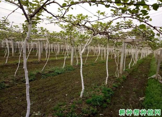 猕猴桃什么时候施肥效果好? 猕猴桃什么时候施肥效果好?