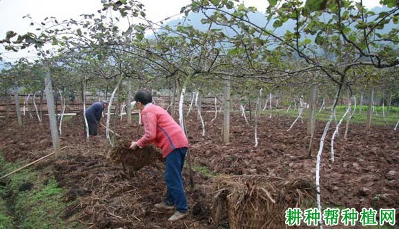 猕猴桃什么时候施肥效果好? 猕猴桃什么时候施肥效果好?