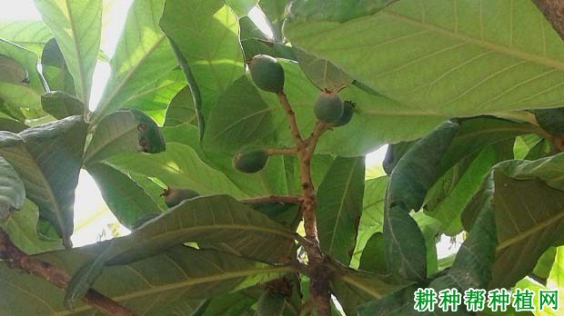 枇杷什么时候施肥,主要作用是什么? 枇杷什么时候施肥,主要作用是什么?