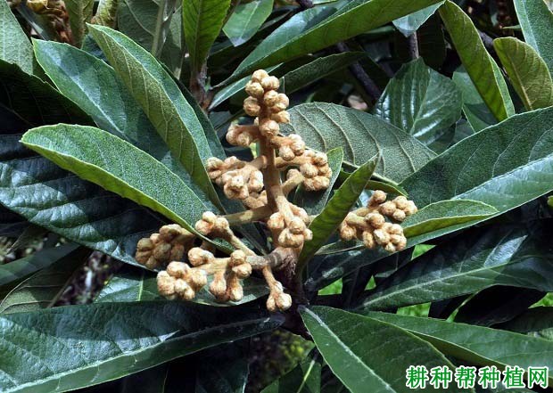 枇杷什么时候施肥,主要作用是什么? 枇杷什么时候施肥,主要作用是什么?