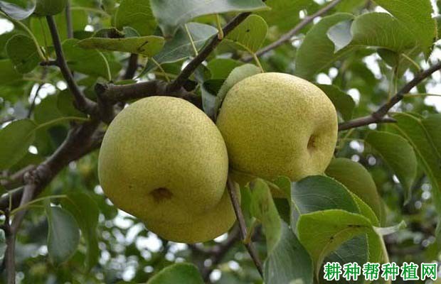 秋季为什么给梨树施肥? 秋季为什么给梨树施肥?