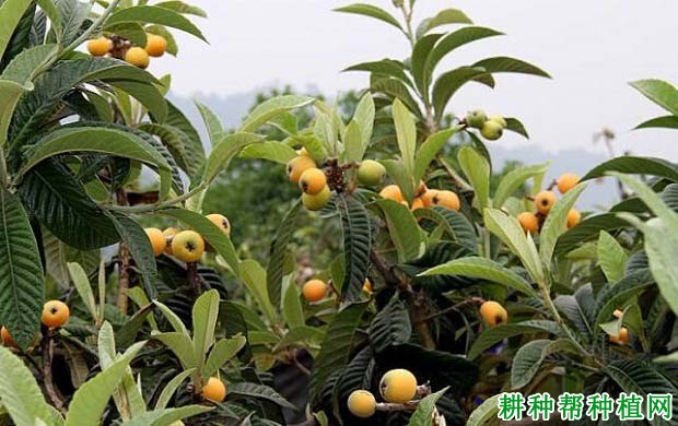 肥料的养分对枇杷起什么作用? 肥料的养分对枇杷起什么作用?
