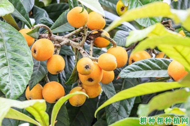 肥料的养分对枇杷起什么作用? 肥料的养分对枇杷起什么作用?