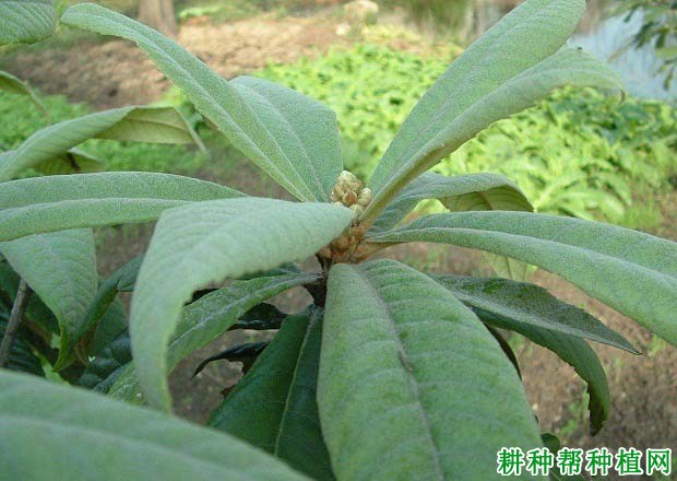 肥料的养分对枇杷起什么作用? 肥料的养分对枇杷起什么作用?