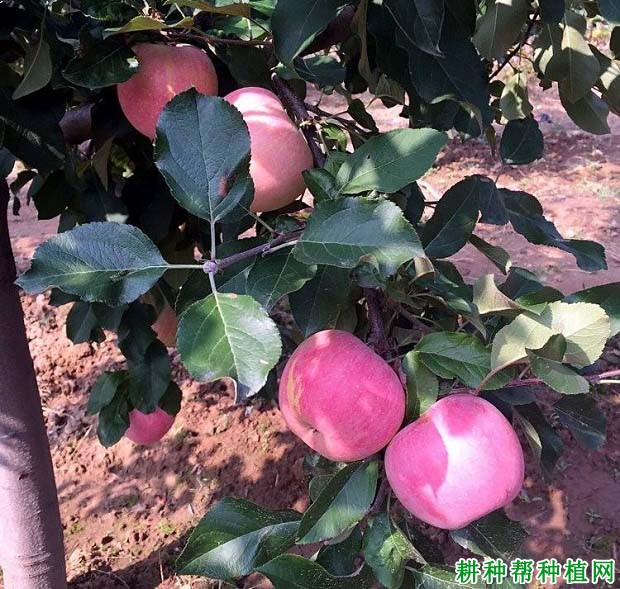 苹果如何施磷钾肥? 苹果如何施磷钾肥?
