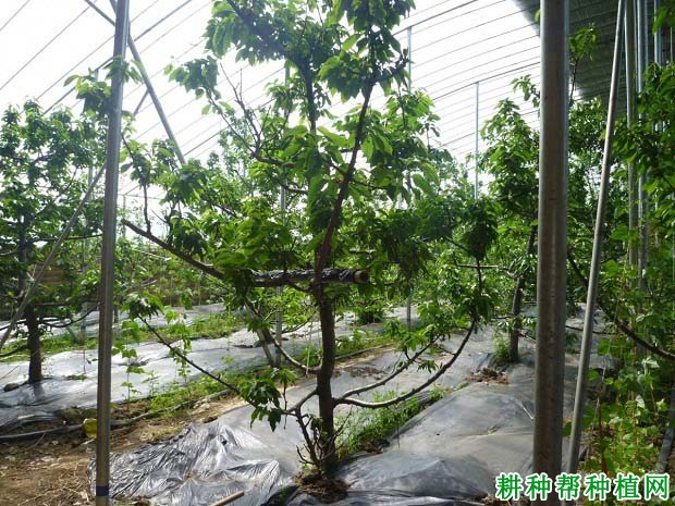 种樱桃用什么肥料好,如何施用? 种樱桃用什么肥料好,如何施用?