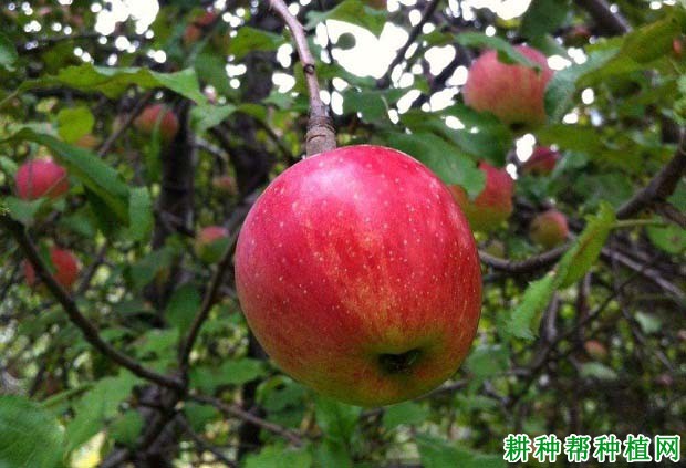 苹果如何施磷钾肥? 苹果如何施磷钾肥?