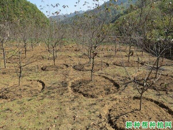 种樱桃用什么肥料好,如何施用? 种樱桃用什么肥料好,如何施用?