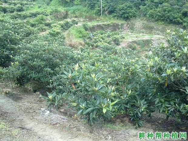 枇杷树适合什么土壤种植? 枇杷树适合什么土壤种植?