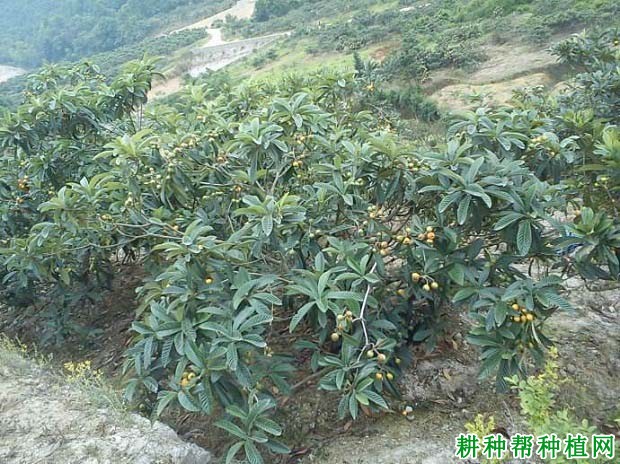 枇杷树适合什么土壤种植? 枇杷树适合什么土壤种植?
