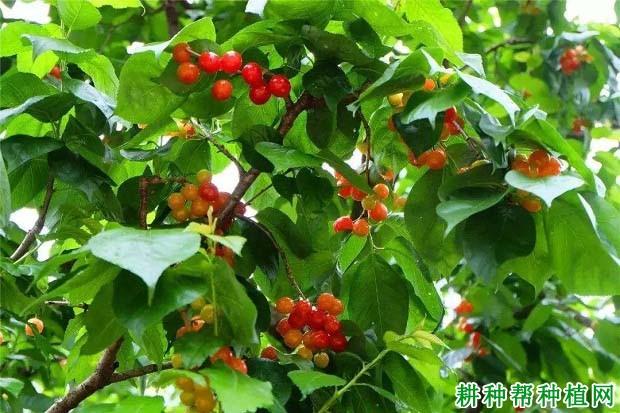 樱桃树什么时候施肥好,每株施多少肥? 樱桃树什么时候施肥好,每株施多少肥?