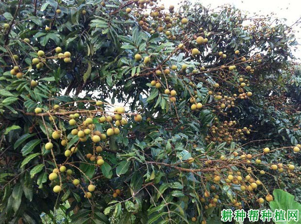 龙眼大小年结果是怎么引起,怎么样施肥能避免? 龙眼大小年结果是怎么引起,怎么样施肥能避免?